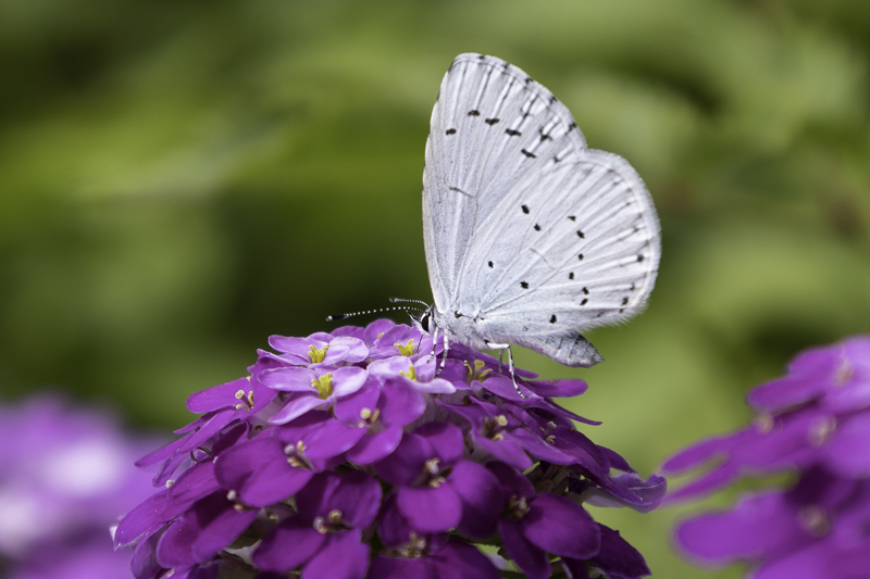 Faulbaum-Bläuling, Garten-Bläuling (Celastrina argiolus)