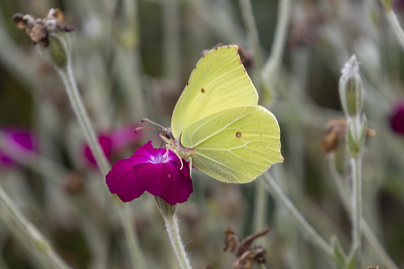 Zitronenfalter (Gonepteryx rhamni)