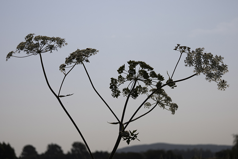 Gemeiner Bärenklau (Heracleum sphondylium)