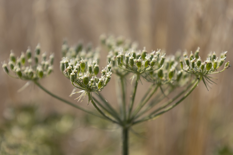 Gemeiner Bärenklau (Heracleum sphondylium)