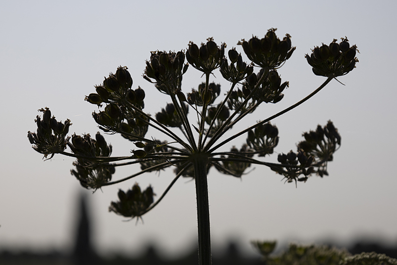 Gemeiner Bärenklau (Heracleum sphondylium)