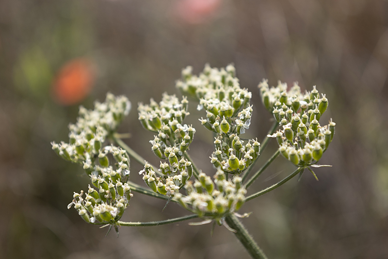 Gemeiner Bärenklau (Heracleum sphondylium)