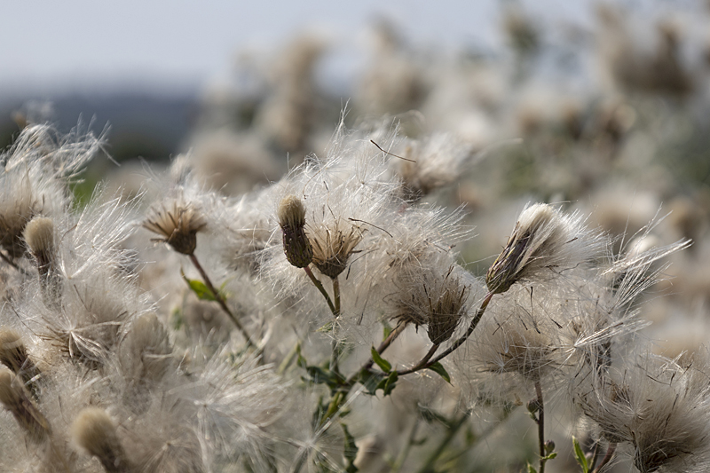 Ackerkratzdistel (Cirsium arvense)
