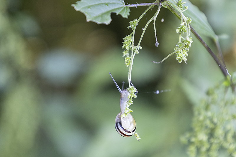 Kleine Schnecke hängt an Brennnessel-Samen