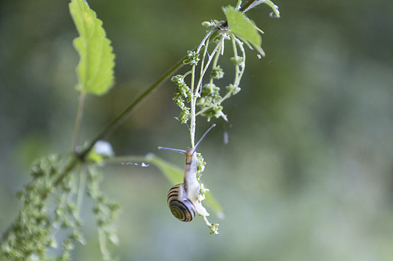 Kleine Schnecke hängt an Brennnessel-Samen