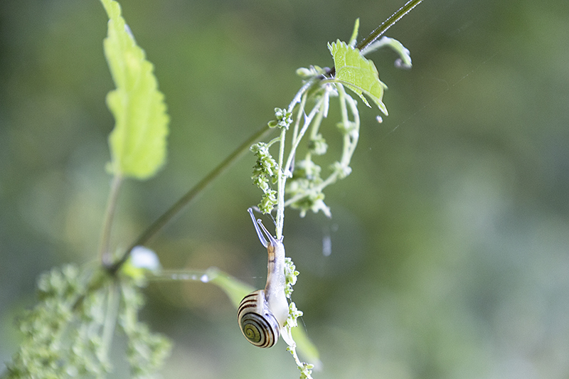 Kleine Schnecke hängt an Brennnessel-Samen