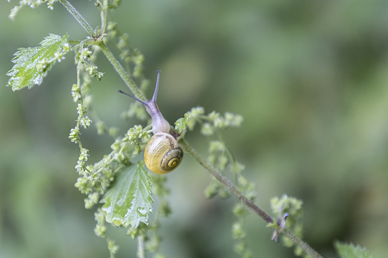 Kleine Schnecke auf einer Brennnessel