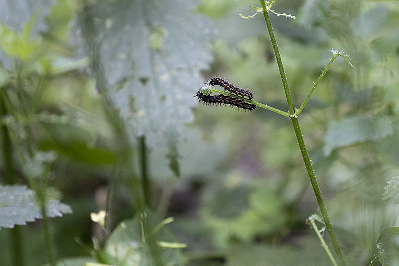 Brennnessel-Bewohner: Raupen eines Landkärtchens (Araschnia levana) auf einem abgenagten Blattstiel einer Brennnessel