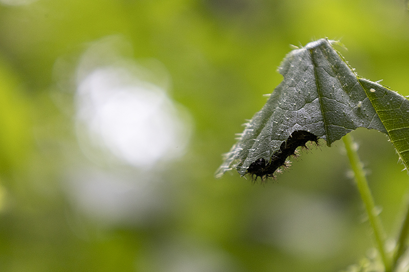 Raupe eines Landkärtchens (Araschnia levana) unter einem Brennnnessel-Blatt