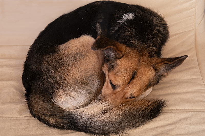 Schlafende Hunde - Henry, zusammengerollt auf seinem Sofa, von oben fotografiert
