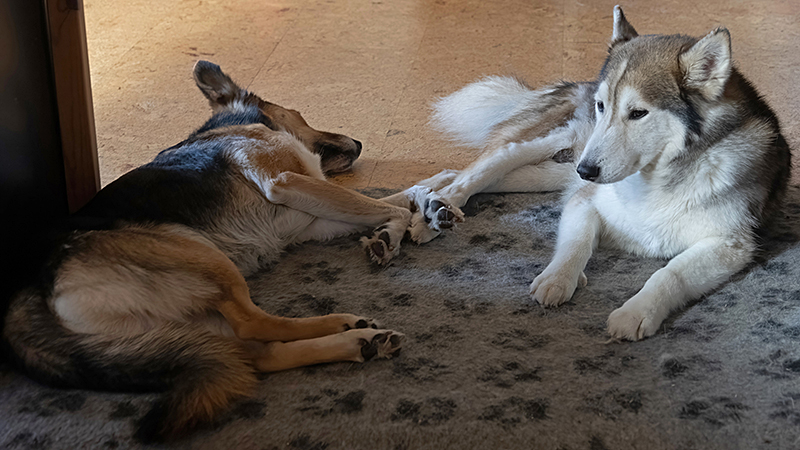 Schlafende Hunde - Henry und Zoltan unter dem Schreibtisch, wobei Zoltan nicht wirklich schläft.