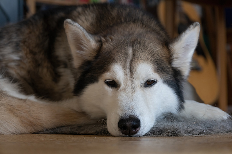 Schlafende Hunde - Zoltan von vorn unter dem Schreibtisch