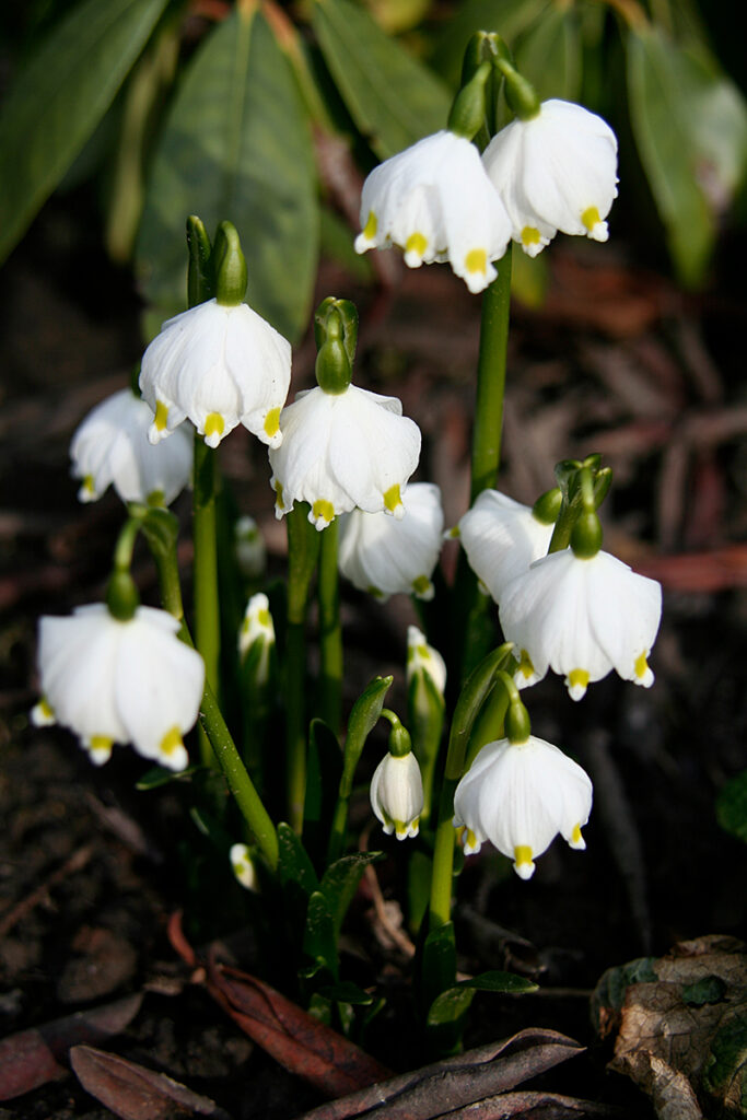 Märzbecher