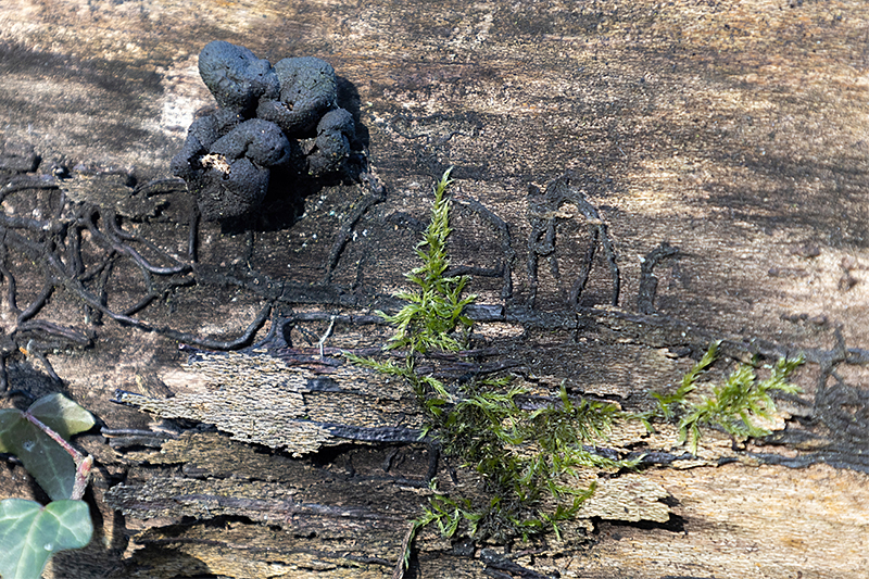 langstielige Ahorn-Holzkeule und Moos