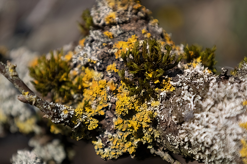Moos und Flechten auf einem Johannisbeerbusch