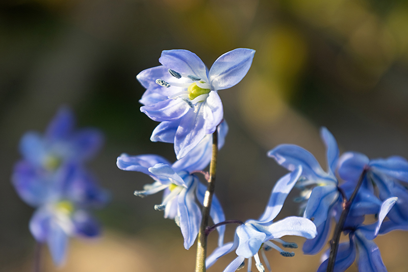 Blausternchen