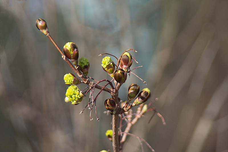 Spitz-Ahorn-Knospen