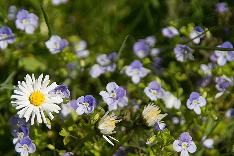 Gänseblümchen und Gamander-Ehrenpreis