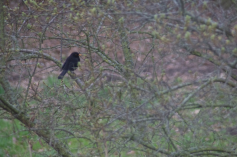 Amsel im Sanddorn