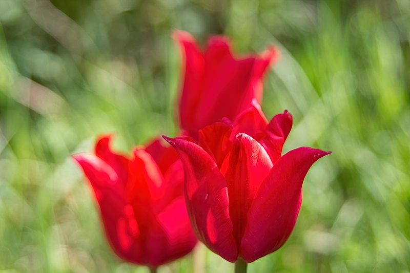 Tulpen in meinem Garten