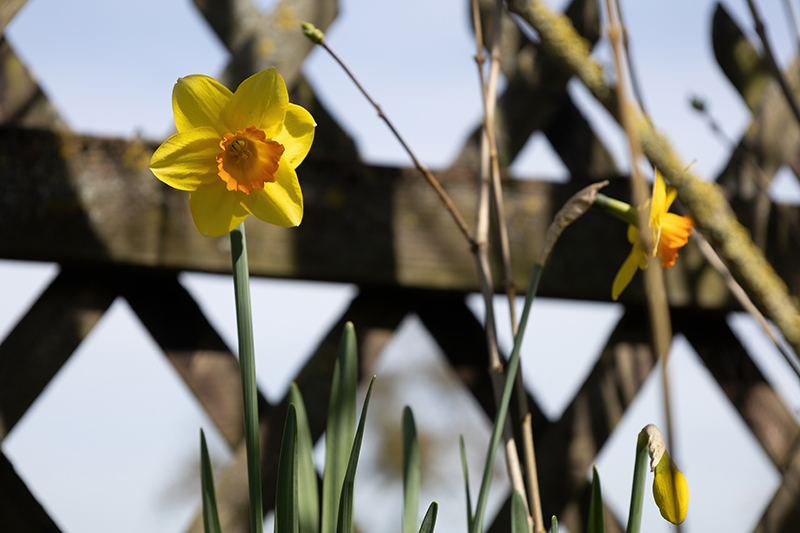 Gelbe Narzisse