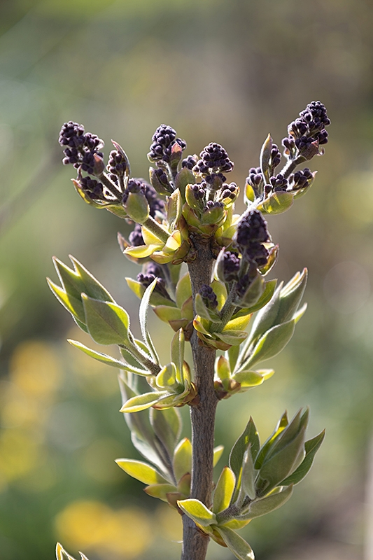 Der Flieder hat Knospen