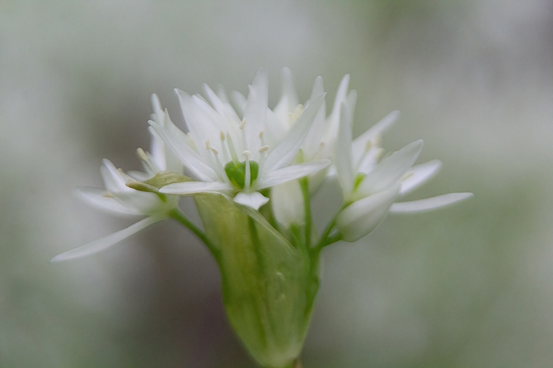 Verträumte Bärlauchblüte