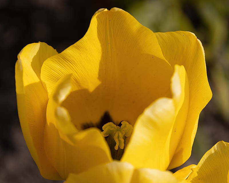 In die gelbe Tulpe hineingeschaut