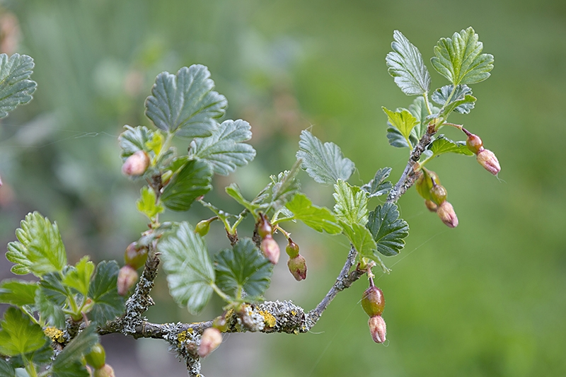 Die Stachelbeeren wachsen