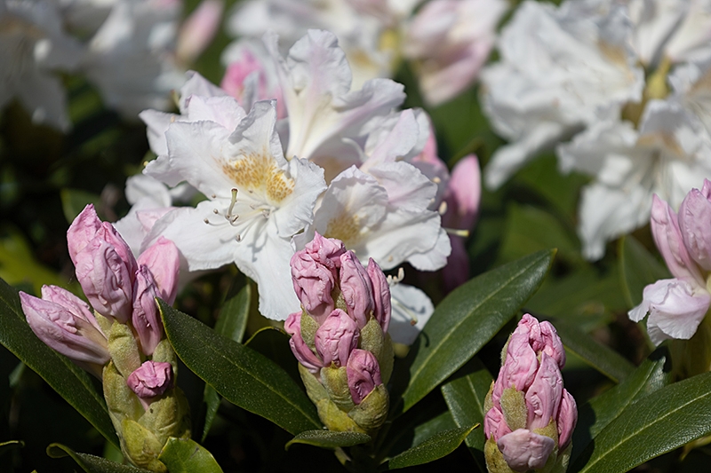 Rhododendron mit rosa Knospen und weißen Blüten