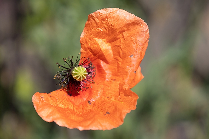 Mohn