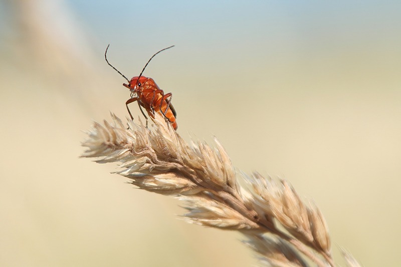 Insekten