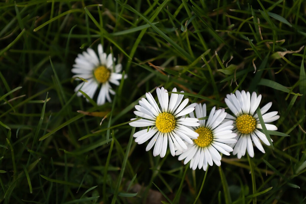 Drei Gänseblümchen