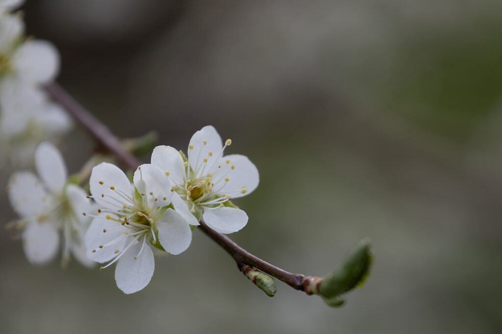 Aprikosenblüten