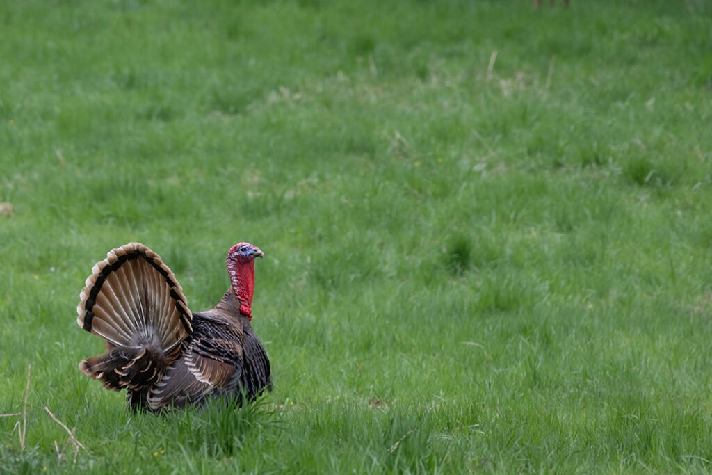 Truthahn auf der Wiese