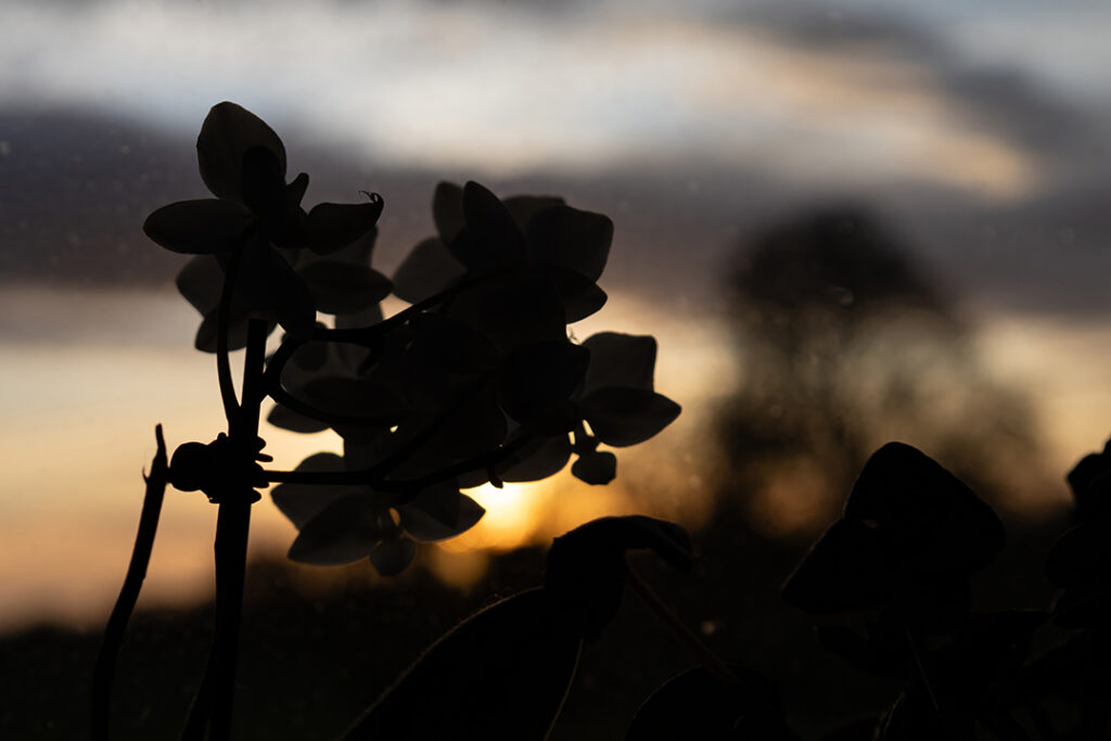 Orchidee im Sonnenaufgang