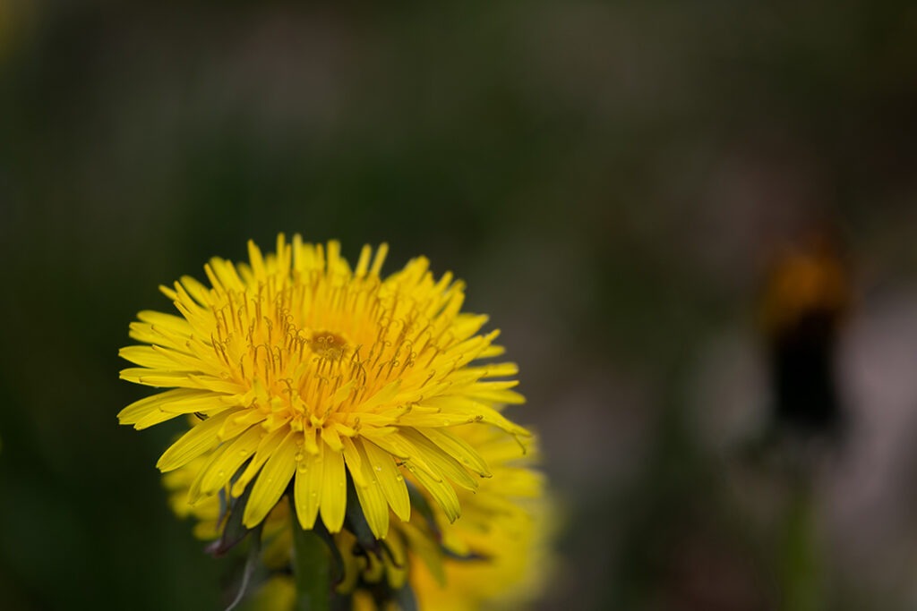 National Dandelion Day