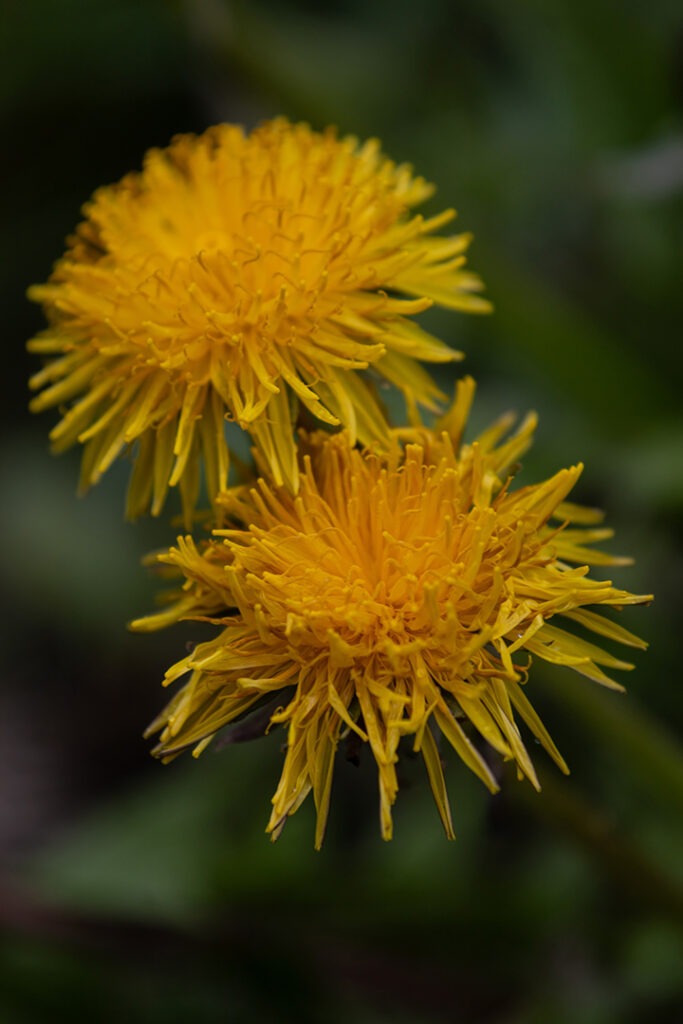 Löwenzahnblüten