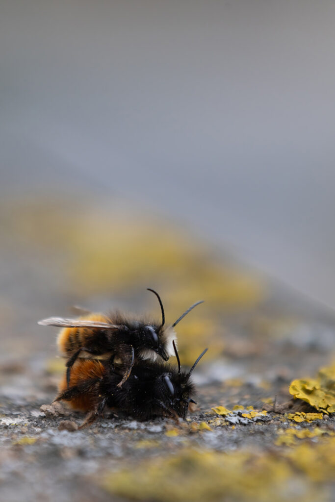 Gehörnte Mauerbienen bei der Paarung