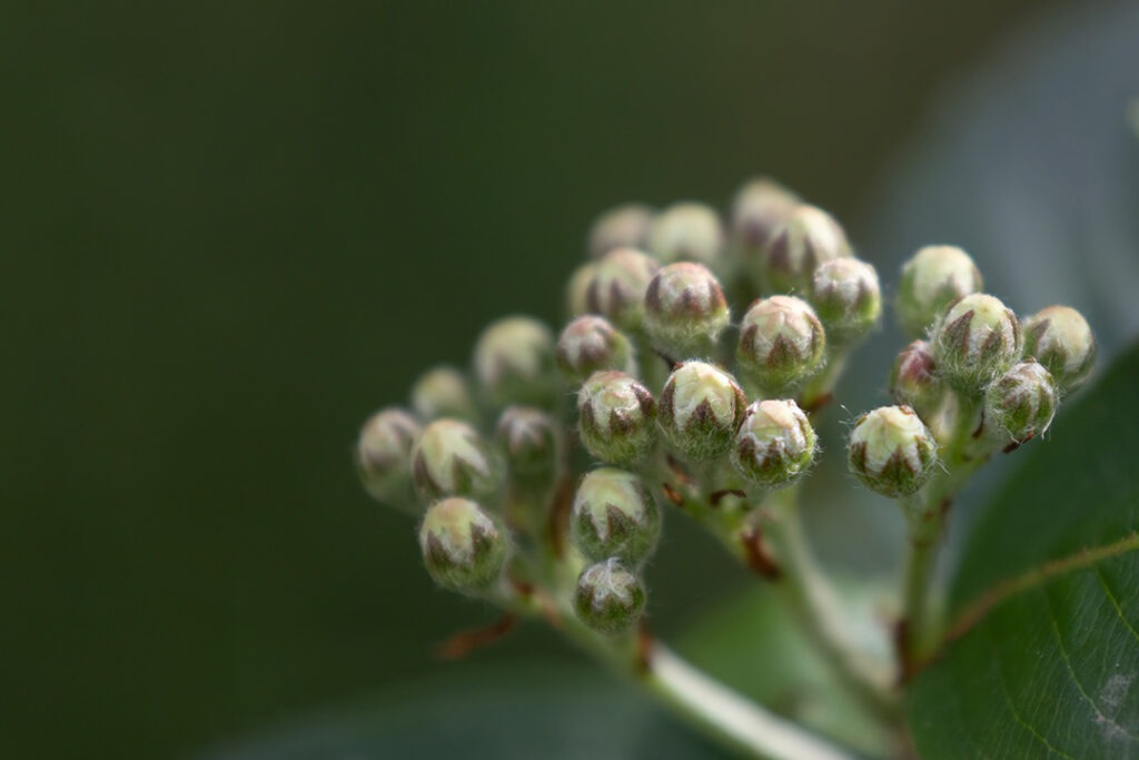 Aroniabeeren