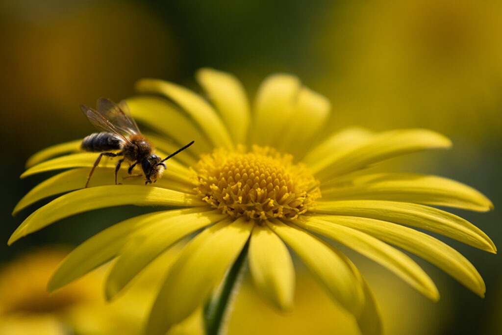 kleine Wespe auf einer gelben Blume