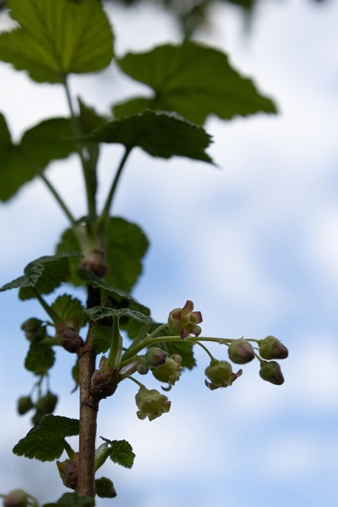 Schwarze Johannisbeeren