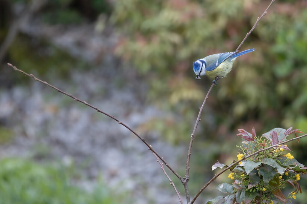 Die Blaumeise hat einen Sonnenblumenkern