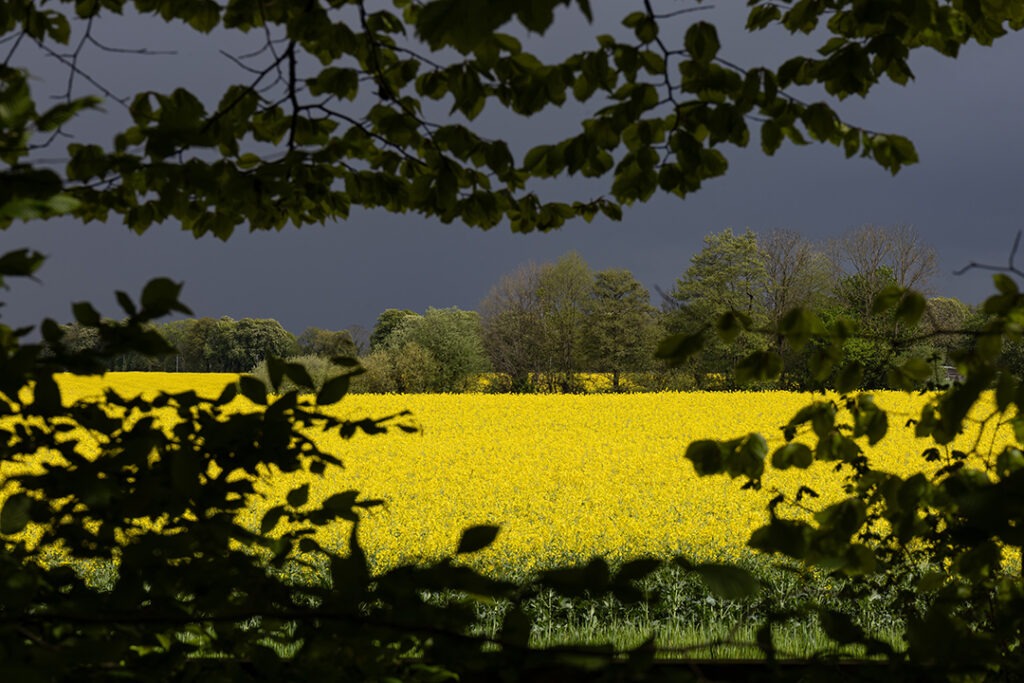 Rapsfeld vor dunklem Himmel