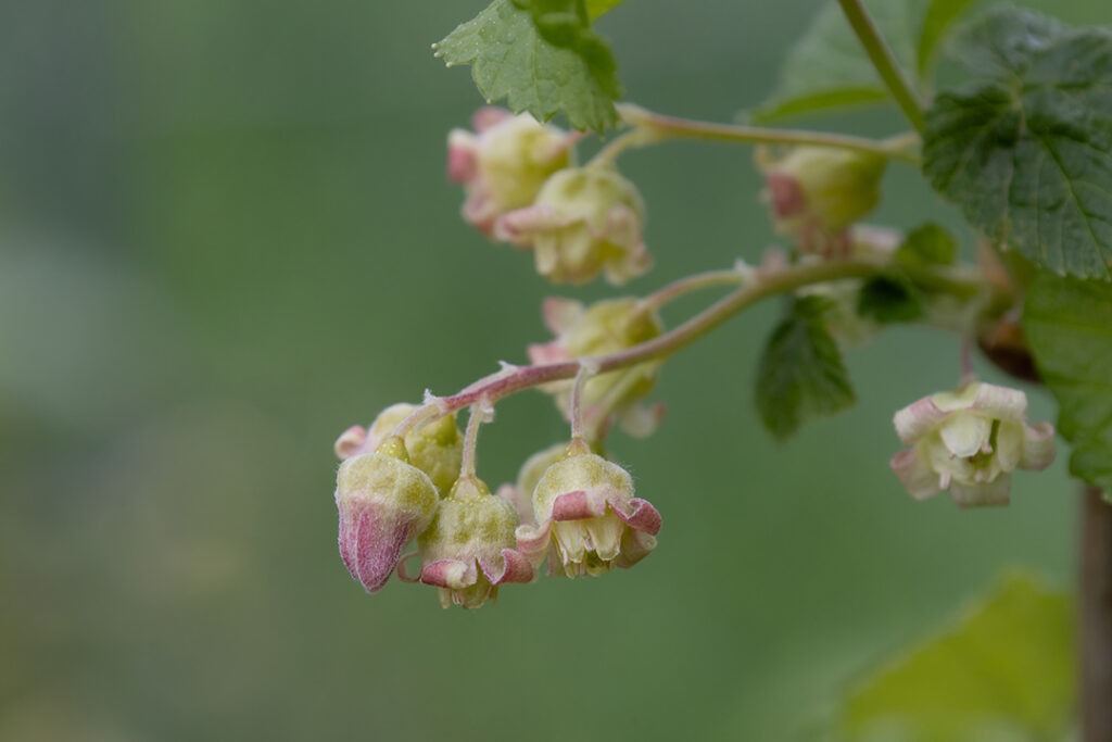 Schwarze Johannisbeere