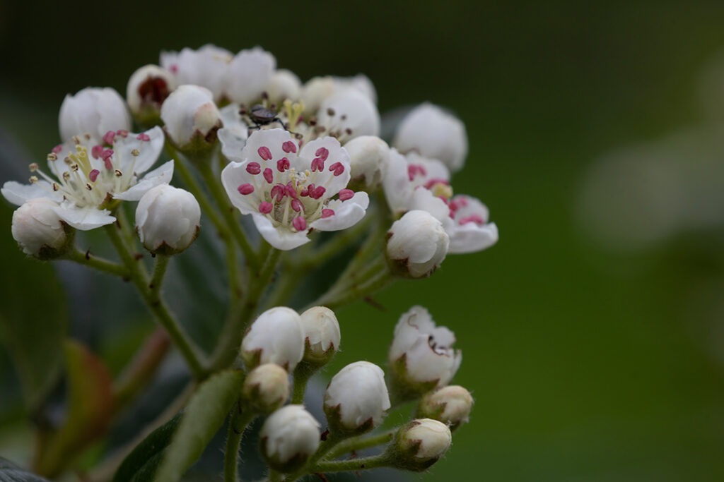 Aronia-Blüten