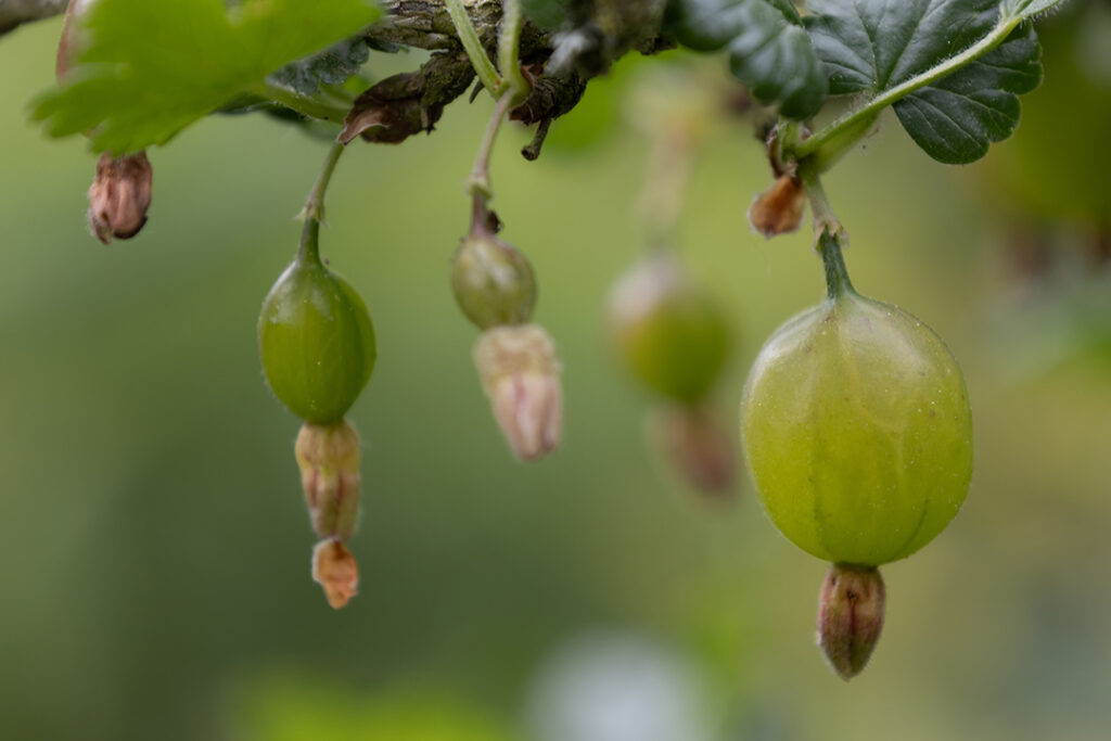 Stachelbeeren