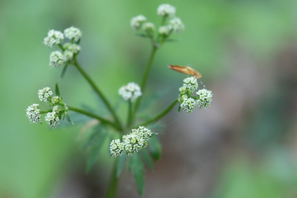 Wald-Sanikel