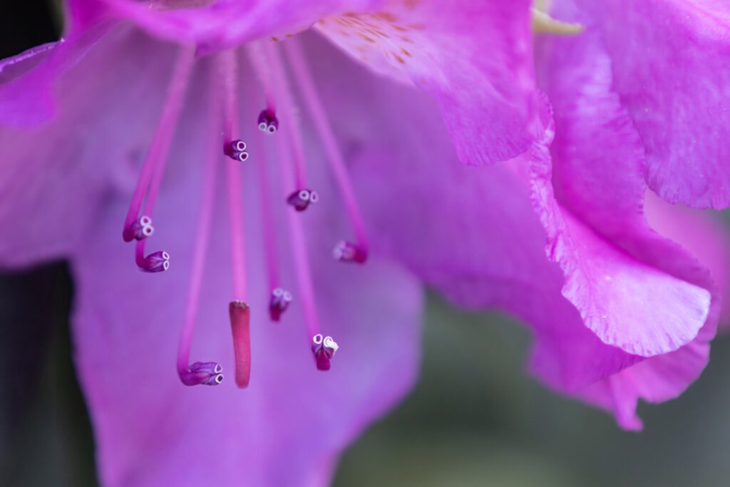 Rhododendronblüte