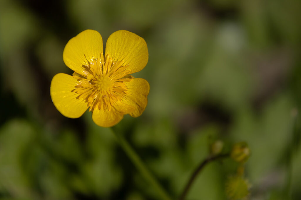 Butterblume